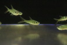 画像1: 【淡水魚】【通販】激安 パーカーホ【1匹 サンプル画像】(±5cm)(大型魚)(生体)(熱帯魚)NKO (1)