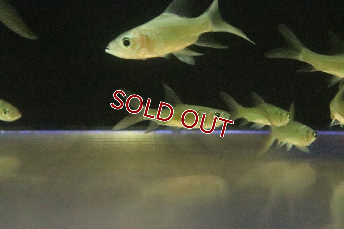 画像2: 【淡水魚】【通販】激安 パーカーホ【1匹 サンプル画像】(±5cm)(大型魚)(生体)(熱帯魚)NKO (2)