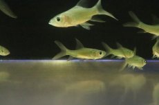 画像2: 【淡水魚】【通販】激安 パーカーホ【1匹 サンプル画像】(±5cm)(大型魚)(生体)(熱帯魚)NKO (2)