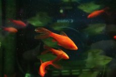 画像1: 【淡水魚】【通販】ロングフィン アルビノチェリーバルブ【１匹 サンプル画像】(コイ科)(生体)(熱帯魚)NK (1)