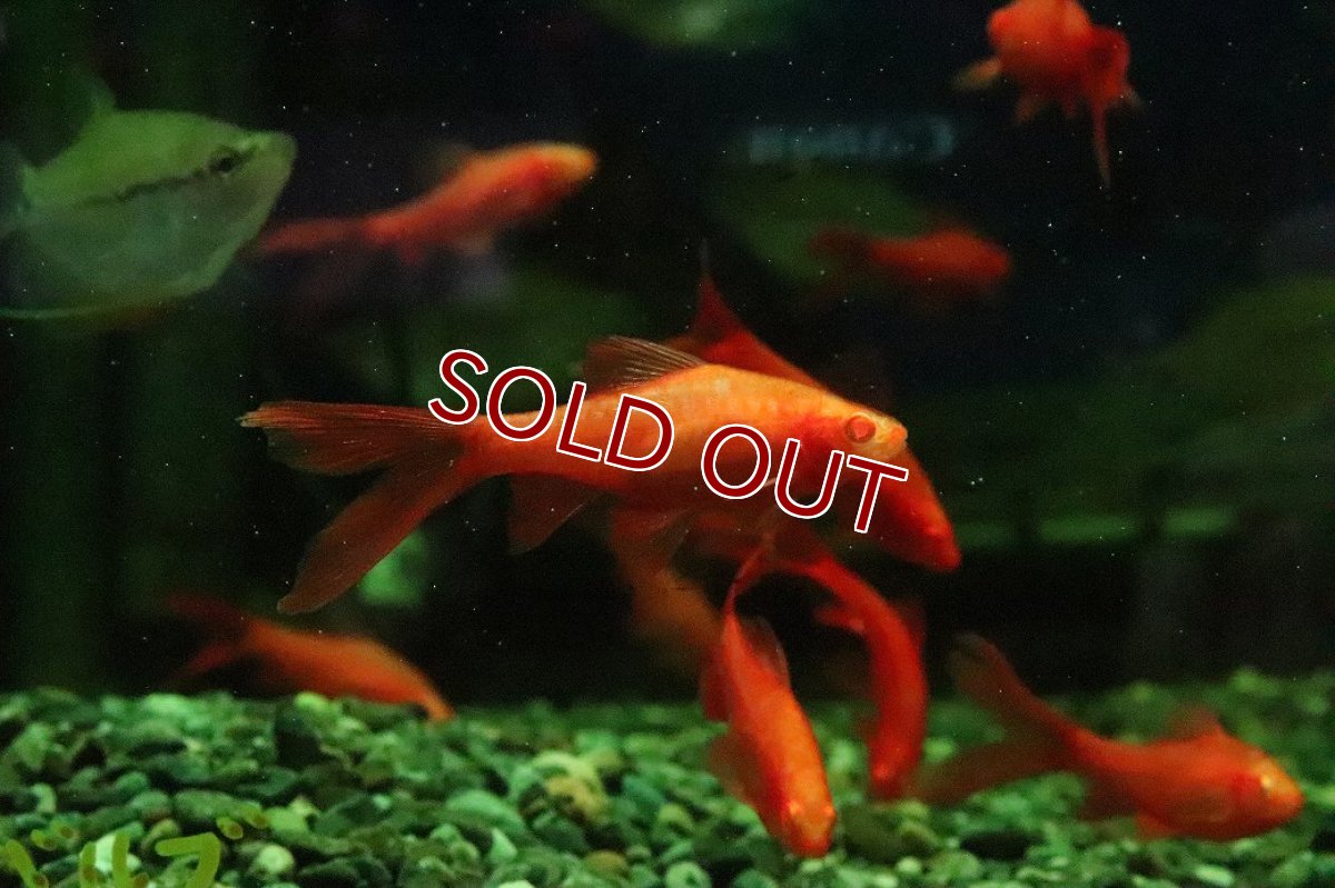 画像2: 【10%OFF対象商品30周年セール】【淡水魚】【通販】ロングフィン アルビノチェリーバルブ【１匹 サンプル画像】(コイ科)(生体)(熱帯魚)NK (2)