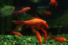 画像2: 【淡水魚】【通販】ロングフィン アルビノチェリーバルブ【１匹 サンプル画像】(コイ科)(生体)(熱帯魚)NK (2)