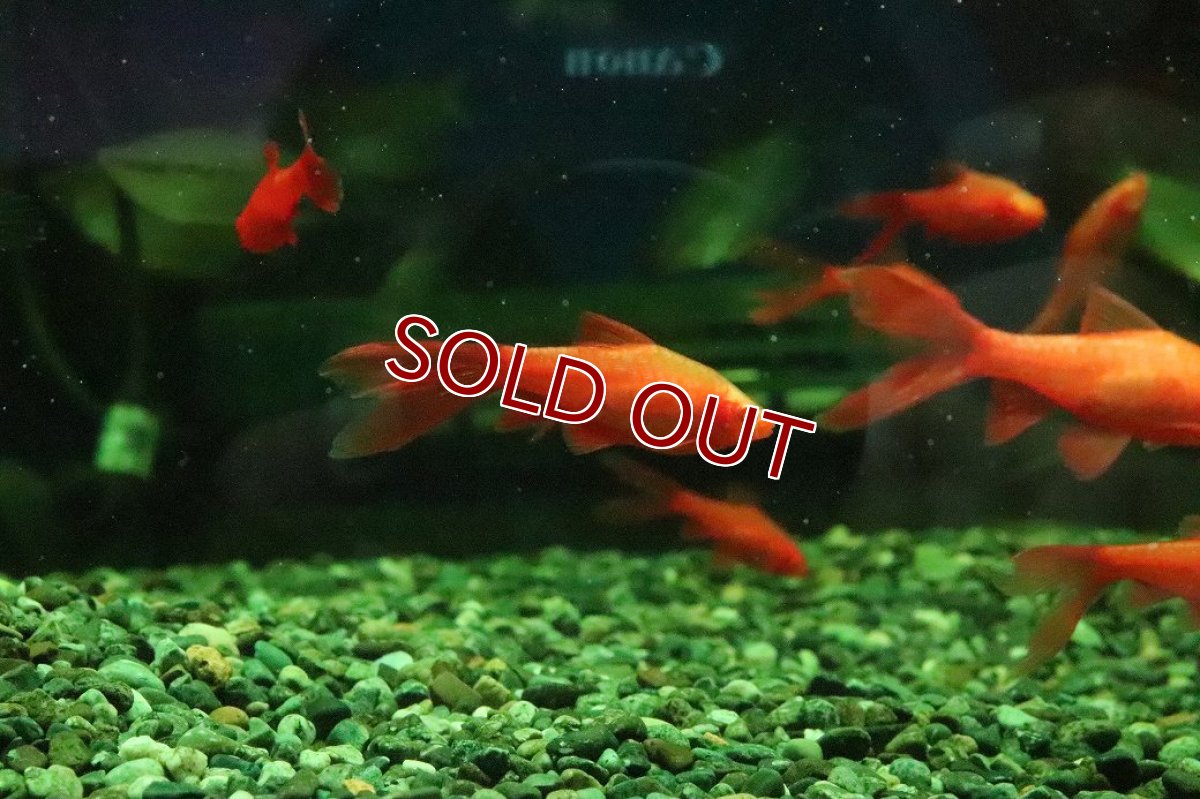 画像3: 【10%OFF対象商品30周年セール】【淡水魚】【通販】ロングフィン アルビノチェリーバルブ【１匹 サンプル画像】(コイ科)(生体)(熱帯魚)NK (3)