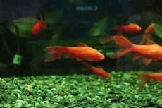 画像3: 【淡水魚】【通販】ロングフィン アルビノチェリーバルブ【１匹 サンプル画像】(コイ科)(生体)(熱帯魚)NK (3)