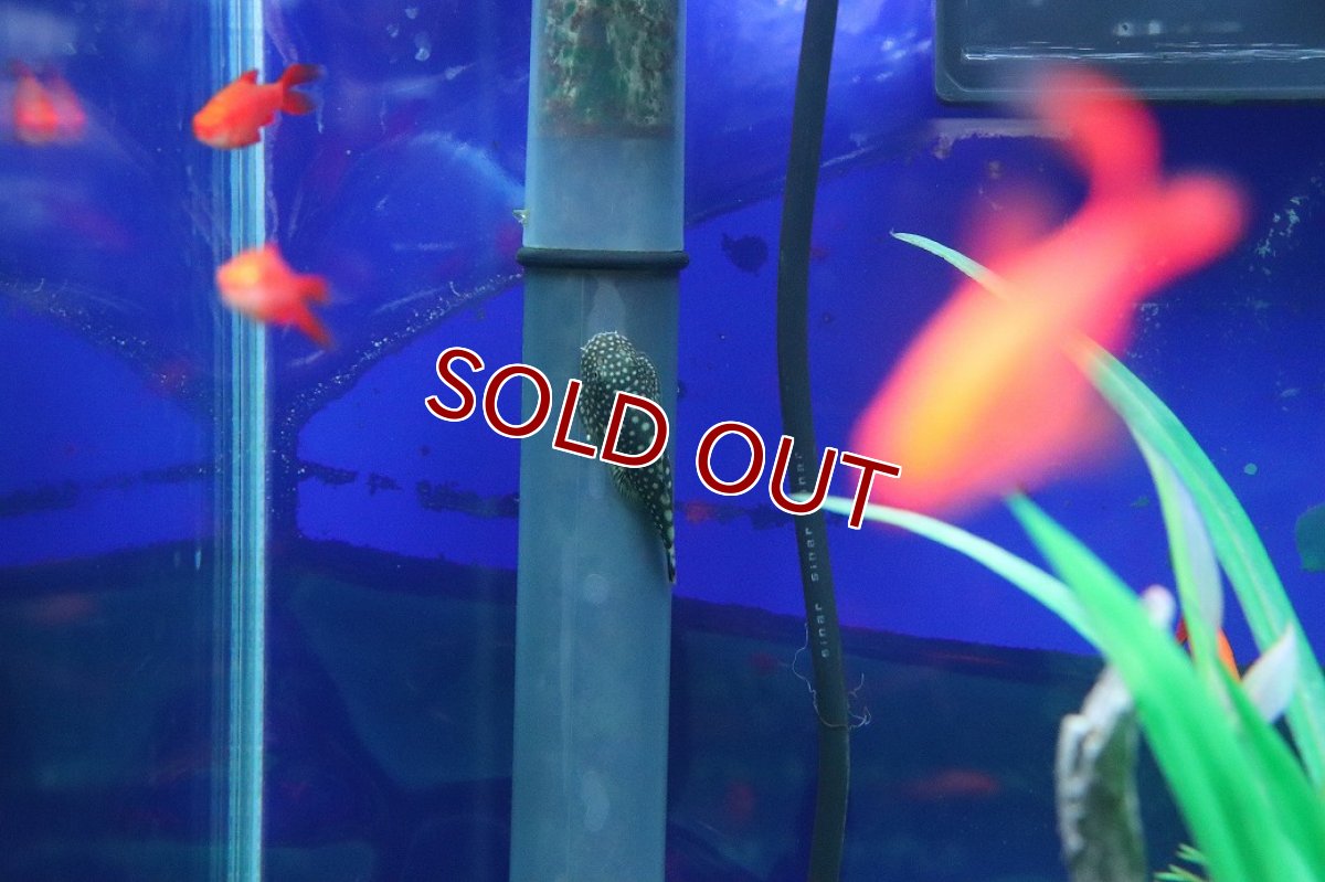 画像1: 【淡水魚】【通販】ボルネオプレコ【1匹 サンプル画像】(コイ科)(生体)(熱帯魚)NK (1)