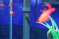 画像1: 【淡水魚】【通販】ボルネオプレコ【1匹 サンプル画像】(コイ科)(生体)(熱帯魚)NK (1)