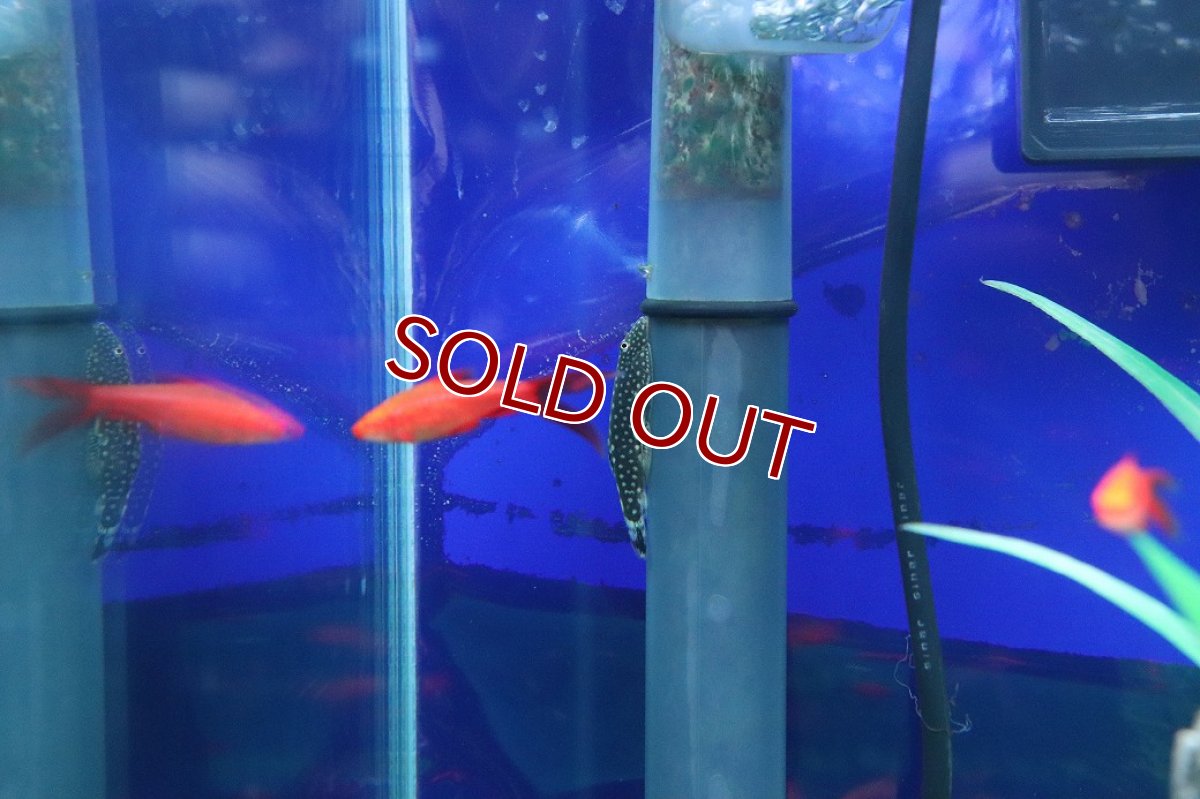 画像2: 【淡水魚】【通販】ボルネオプレコ【1匹 サンプル画像】(コイ科)(生体)(熱帯魚)NK (2)