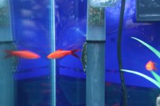 画像2: 【淡水魚】【通販】ボルネオプレコ【1匹 サンプル画像】(コイ科)(生体)(熱帯魚)NK (2)