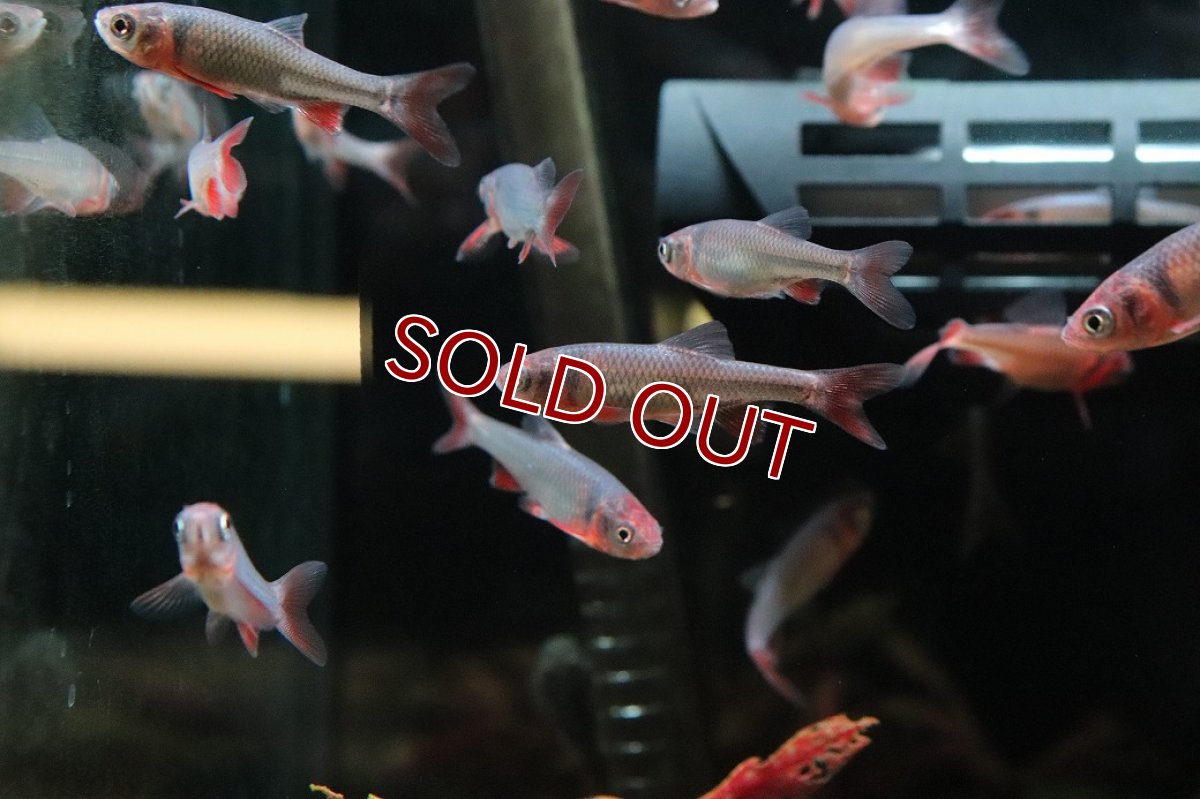 画像1: 【淡水魚】【通販】Lサイズ 発色ありオス個体 レッドホースミノー【１匹 サンプル画像】(コイ科)(生体)(熱帯魚)NK (1)