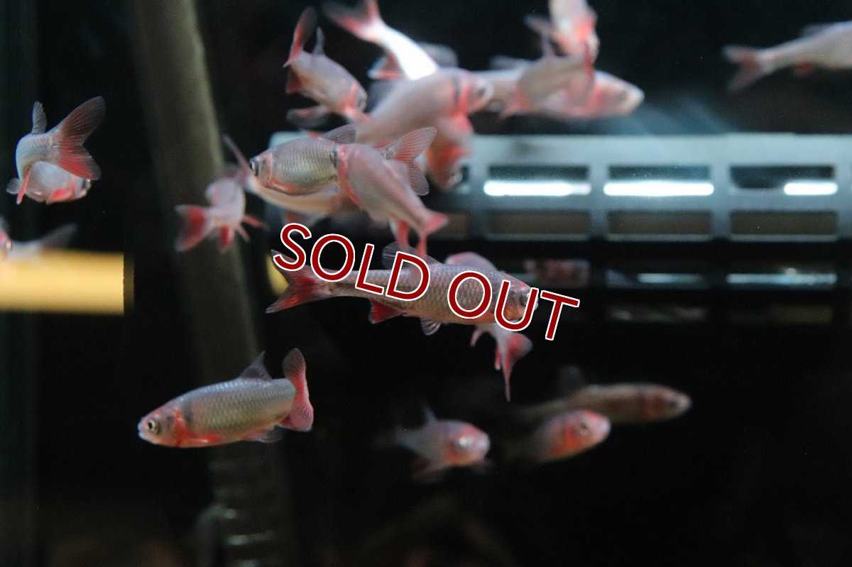 画像2: 【淡水魚】【通販】Lサイズ 発色ありオス個体 レッドホースミノー【１匹 サンプル画像】(コイ科)(生体)(熱帯魚)NK (2)