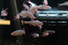 画像2: 【淡水魚】【通販】Lサイズ 発色ありオス個体 レッドホースミノー【１匹 サンプル画像】(コイ科)(生体)(熱帯魚)NK (2)