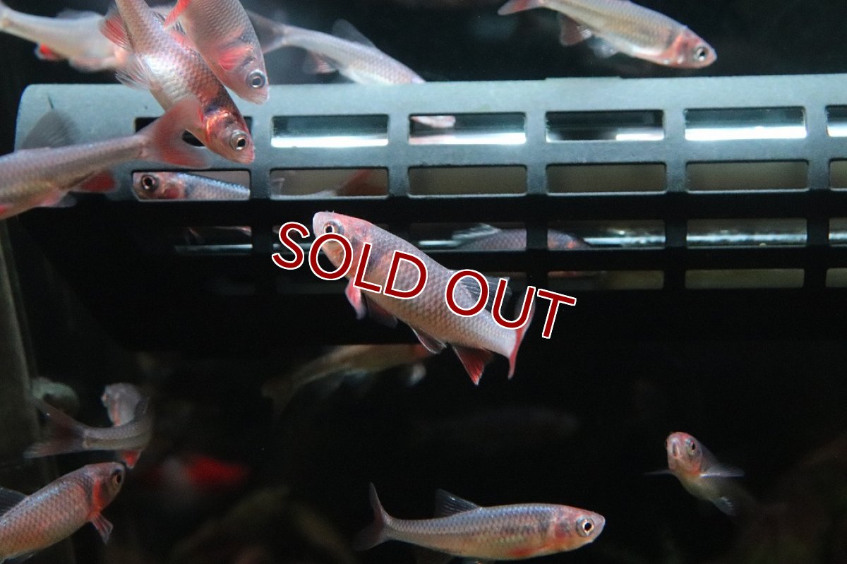 画像3: 【淡水魚】【通販】Lサイズ 発色ありオス個体 レッドホースミノー【１匹 サンプル画像】(コイ科)(生体)(熱帯魚)NK (3)