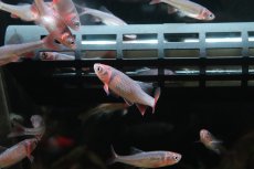 画像3: 【淡水魚】【通販】Lサイズ 発色ありオス個体 レッドホースミノー【１匹 サンプル画像】(コイ科)(生体)(熱帯魚)NK (3)