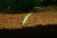 画像1: 【淡水魚】【通販】レア種 アルビノパキスタンローチ【１匹 サンプル画像】(コイ科)(生体)(熱帯魚)NK (1)