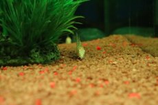 画像2: 【淡水魚】【通販】レア種 アルビノパキスタンローチ【１匹 サンプル画像】(コイ科)(生体)(熱帯魚)NK (2)