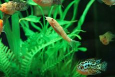 画像3: 【淡水魚】【通販】レア種 アルビノパキスタンローチ【１匹 サンプル画像】(コイ科)(生体)(熱帯魚)NK (3)