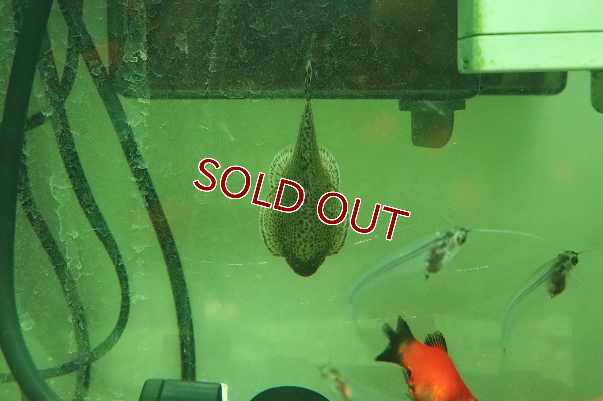 画像1: 【10%OFF対象商品30周年セール】【淡水魚】【通販】チャイナバタフライプレコ【１匹 サンプル画像】(コイ科)(生体)(熱帯魚)NKO (1)