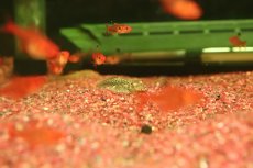 画像1: 【淡水魚】【通販】ホンコンプレコ【１匹 サンプル画像】(コイ科)(生体)(熱帯魚)NKO (1)