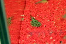 画像1: 【淡水魚】【通販】クロコダイルバラフライプレコ【１匹 サンプル画像】(コイ科)(生体)(熱帯魚)NKO (1)