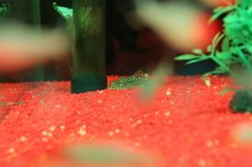 画像2: 【淡水魚】【通販】クロコダイルバラフライプレコ【１匹 サンプル画像】(コイ科)(生体)(熱帯魚)NKO (2)