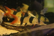 画像1: 【淡水魚】【通販】大特価 大きい クラウンローチ【１匹 サンプル画像】(±13cm)(大型魚)(生体)(熱帯魚)NKO (1)