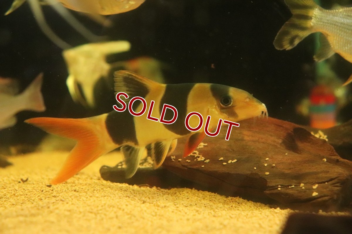 画像2: 【淡水魚】【通販】大特価 大きい クラウンローチ【１匹 サンプル画像】(±13cm)(大型魚)(生体)(熱帯魚)NKO (2)