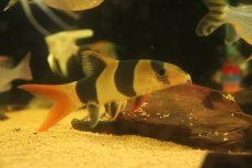 画像2: 【淡水魚】【通販】大特価 大きい クラウンローチ【１匹 サンプル画像】(±13cm)(大型魚)(生体)(熱帯魚)NKO (2)