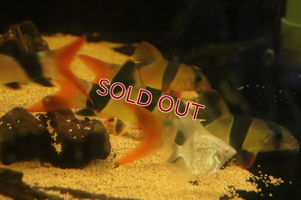 画像3: 【淡水魚】【通販】大特価 大きい クラウンローチ【１匹 サンプル画像】(±13cm)(大型魚)(生体)(熱帯魚)NKO (3)