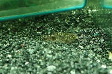 画像1: 【淡水魚】【通販】ベトナムプレコ【１匹 サンプル画像】（コイ科）(生体)(熱帯魚)NK (1)