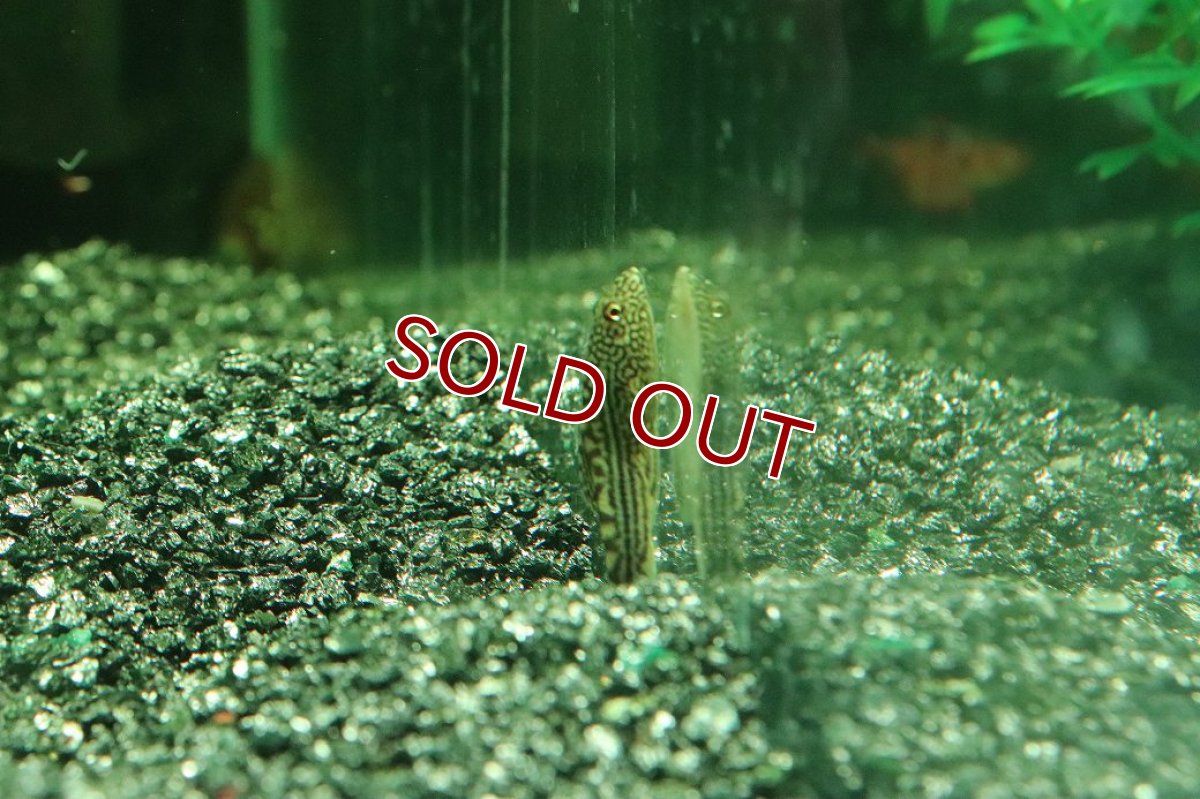 画像2: 【10%OFF対象商品30周年セール】【淡水魚】【通販】ベトナムプレコ【１匹 サンプル画像】（コイ科）(生体)(熱帯魚)NK (2)