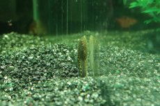 画像2: 【淡水魚】【通販】ベトナムプレコ【１匹 サンプル画像】（コイ科）(生体)(熱帯魚)NK (2)