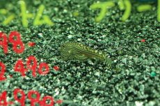 画像3: 【淡水魚】【通販】ベトナムプレコ【１匹 サンプル画像】（コイ科）(生体)(熱帯魚)NK (3)