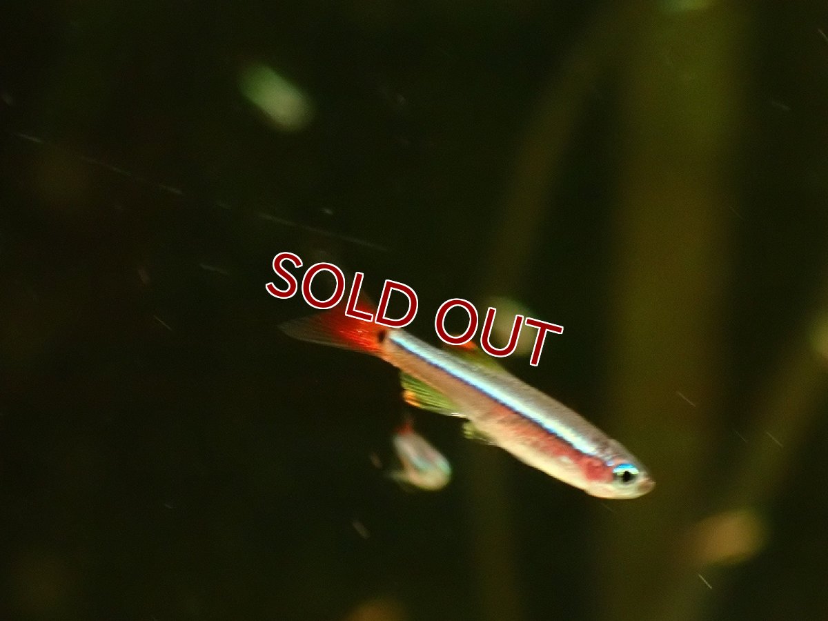 画像1: 【10%OFF対象商品30周年セール】【淡水魚】【通販】更に爆安 ロングフィンカージナルアカヒレ【10匹 サンプル画像】（コイ科）（生体）（熱帯魚）NK (1)