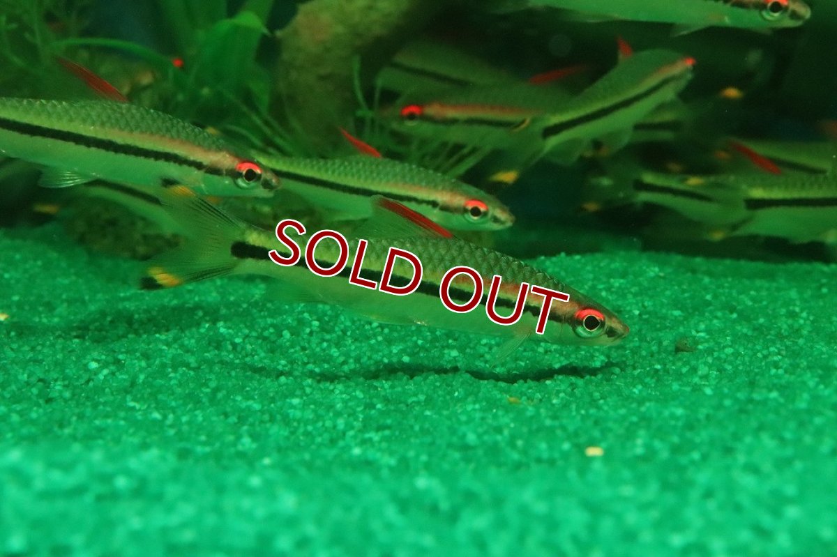 画像1: 【淡水魚】【通販】レア種 レッドライントーピードバルブ ワイルド【1匹 サンプル画像】(コイ科)（生体）（熱帯魚）NK (1)
