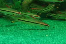 画像1: 【淡水魚】【通販】レア種 レッドライントーピードバルブ ワイルド【1匹 サンプル画像】(コイ科)（生体）（熱帯魚）NK (1)