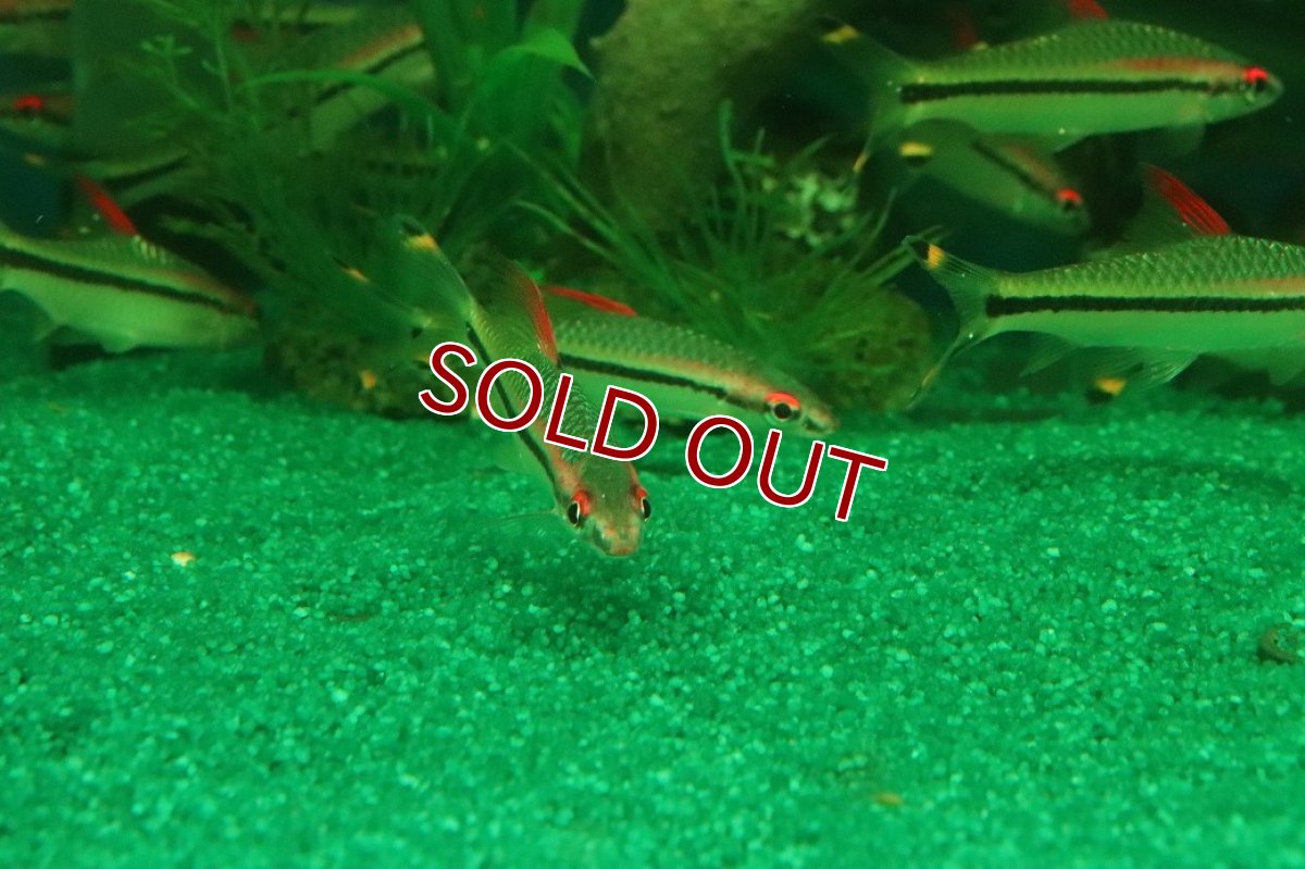 画像2: 【淡水魚】【通販】レア種 レッドライントーピードバルブ ワイルド【1匹 サンプル画像】(コイ科)（生体）（熱帯魚）NK (2)