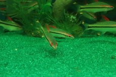 画像2: 【淡水魚】【通販】レア種 レッドライントーピードバルブ ワイルド【1匹 サンプル画像】(コイ科)（生体）（熱帯魚）NK (2)