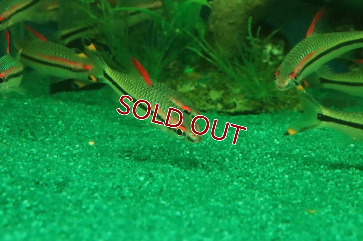 画像3: 【淡水魚】【通販】レア種 レッドライントーピードバルブ ワイルド【1匹 サンプル画像】(コイ科)（生体）（熱帯魚）NK (3)