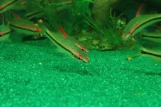 画像3: 【淡水魚】【通販】レア種 レッドライントーピードバルブ ワイルド【1匹 サンプル画像】(コイ科)（生体）（熱帯魚）NK (3)