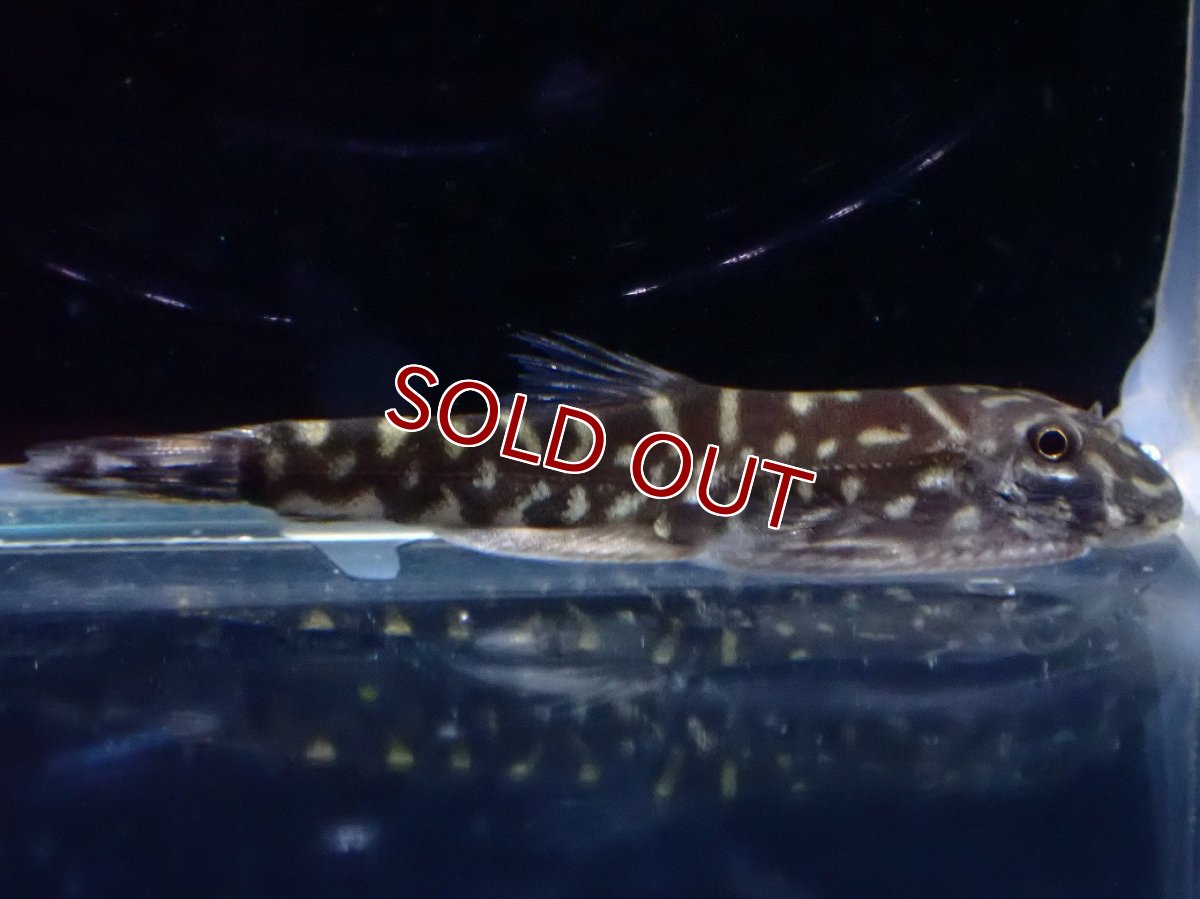 画像1: 【淡水魚】【通販】タイガーストライプボルネオプレコ【1匹 サンプル画像】(コイ科)(生体)(熱帯魚)NK (1)