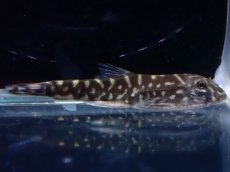 画像1: 【淡水魚】【通販】タイガーストライプボルネオプレコ【1匹 サンプル画像】(コイ科)(生体)(熱帯魚)NK (1)