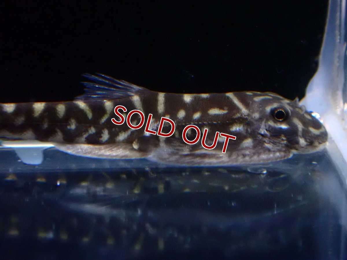 画像2: 【淡水魚】【通販】タイガーストライプボルネオプレコ【1匹 サンプル画像】(コイ科)(生体)(熱帯魚)NK (2)