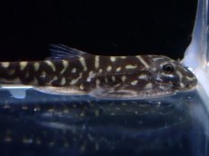 画像2: 【淡水魚】【通販】タイガーストライプボルネオプレコ【1匹 サンプル画像】(コイ科)(生体)(熱帯魚)NK (2)