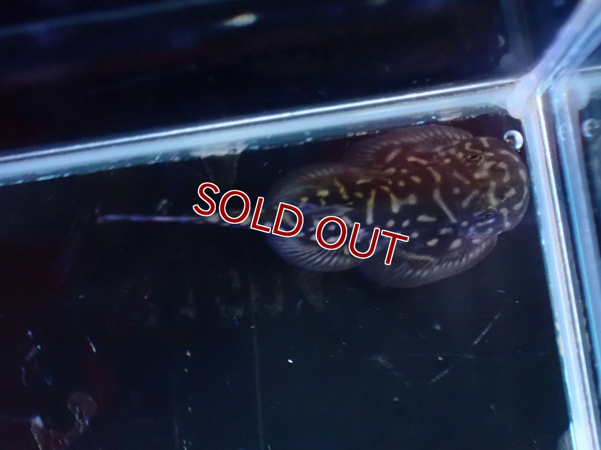 画像3: 【淡水魚】【通販】タイガーストライプボルネオプレコ【1匹 サンプル画像】(コイ科)(生体)(熱帯魚)NK (3)