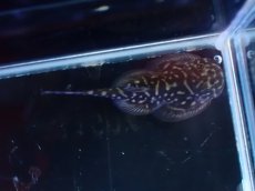 画像3: 【淡水魚】【通販】タイガーストライプボルネオプレコ【1匹 サンプル画像】(コイ科)(生体)(熱帯魚)NK (3)