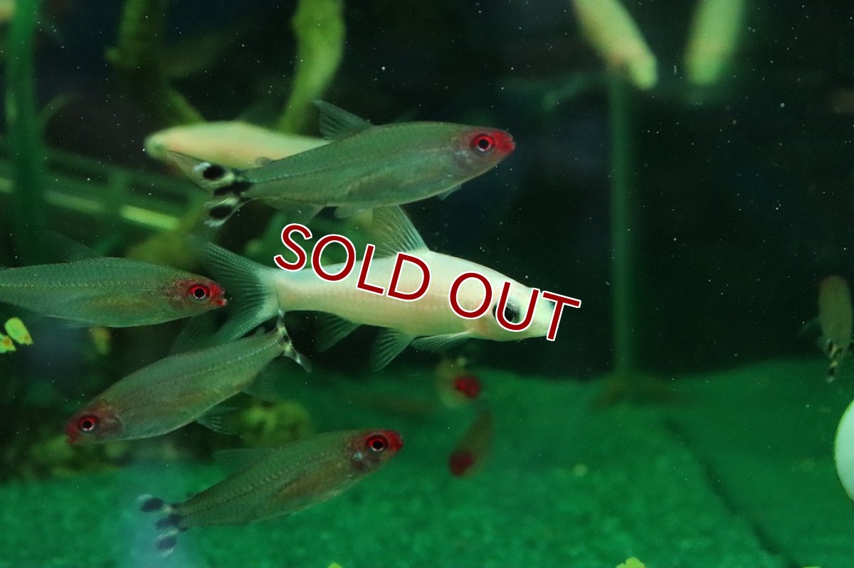 画像1: 【特売】【淡水魚】【通販】ホワイティッシュレッドライントーピードバルブ【１匹 サンプル画像】(コイ科)(熱帯魚)NK (1)