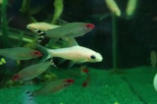 画像1: 【淡水魚】【通販】ホワイティッシュレッドライントーピードバルブ【１匹 サンプル画像】(コイ科)(熱帯魚)NK (1)