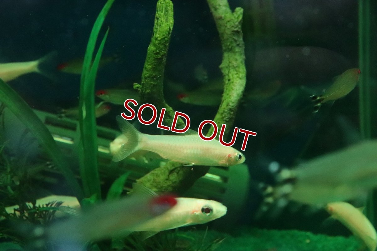 画像2: 【特売】【淡水魚】【通販】ホワイティッシュレッドライントーピードバルブ【１匹 サンプル画像】(コイ科)(熱帯魚)NK (2)