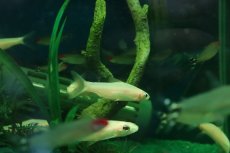 画像2: 【淡水魚】【通販】ホワイティッシュレッドライントーピードバルブ【１匹 サンプル画像】(コイ科)(熱帯魚)NK (2)