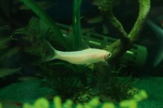 画像3: 【淡水魚】【通販】ホワイティッシュレッドライントーピードバルブ【１匹 サンプル画像】(コイ科)(熱帯魚)NK (3)